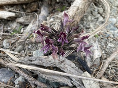 Aphyllon californicum