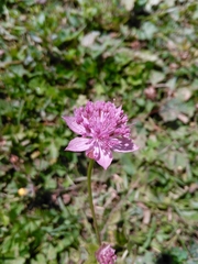 Astrantia maxima