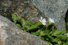 Dichodon cerastoides