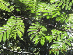 Enterolobium
