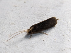 Polycentropodidae