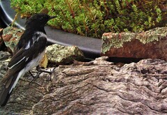 Melanodryas cucullata