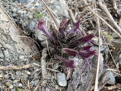 Aphyllon californicum