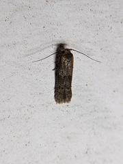 Pigritia