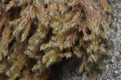 Racomitrium lanuginosum