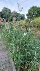 Phragmites australis