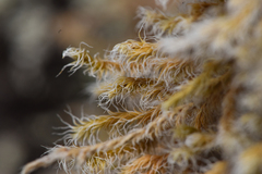 Racomitrium lanuginosum