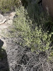 Brickellia desertorum