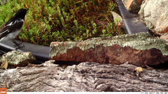 Melanodryas cucullata