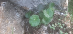 Heuchera parviflora