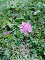 Astrantia maxima