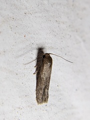 Pigritia