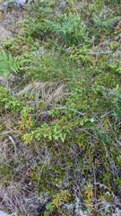 Trichophorum cespitosum