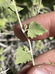 Brickellia desertorum