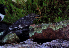 Melanodryas cucullata