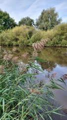 Phragmites australis