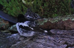 Melanodryas cucullata