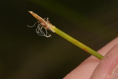 Trichophorum cespitosum