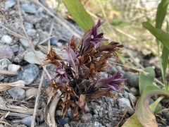 Aphyllon californicum