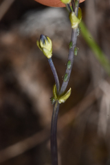 Gentiana douglasiana