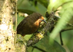 Phacellodomus erythrophthalmus