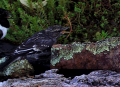 Melanodryas cucullata