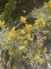 Chrysothamnus viscidiflorus