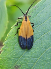 Lycidae
