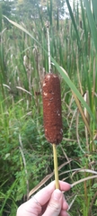 Typha