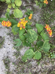 Lantana