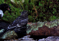 Melanodryas cucullata