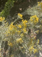 Chrysothamnus viscidiflorus