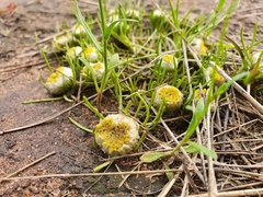 Myriocephalus pluriflorus