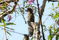Nyctibius griseus