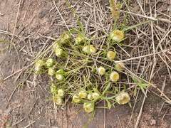 Myriocephalus pluriflorus
