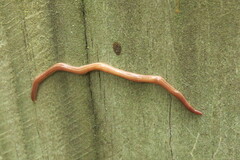 Caenoplana