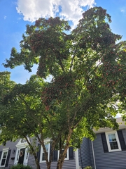 Cornus kousa