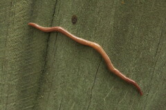 Caenoplana