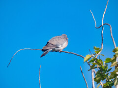 Columba palumbus