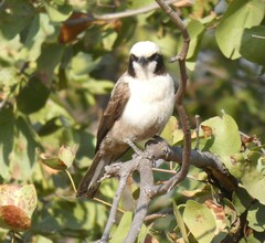Eurocephalus anguitimens