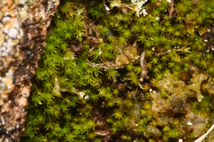 Takakia