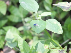 Condylostylus mundus