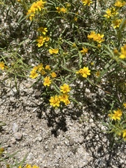 Pectis papposa papposa