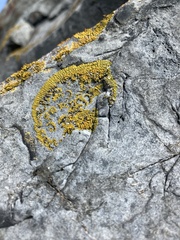 Polycauliona verruculifera