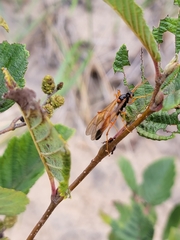 Opheltes glaucopterus