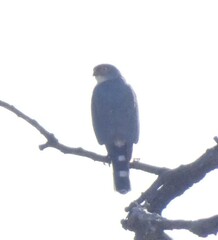 Accipiter minullus