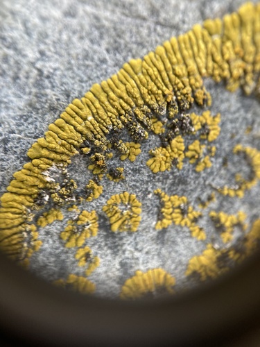 Ringed Firedot Lichen