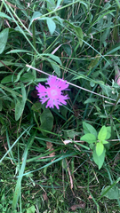 Centaurea jacea