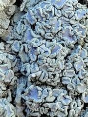 Physcia caesia