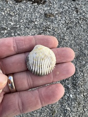 Dallocardia muricata